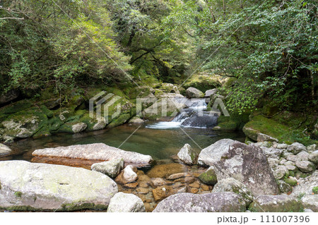 屋久島の白谷雲水峡エリア 屋久島の白谷雲水峡エリア 111007396