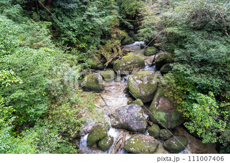 屋久島のヤクスギランドにある太忠岳 屋久島のヤクスギランドにある太忠岳 111007406