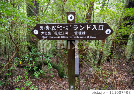 屋久島のヤクスギランドにある太忠岳 111007408