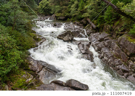 屋久島のヤクスギランドにある太忠岳 屋久島のヤクスギランドにある太忠岳 111007419