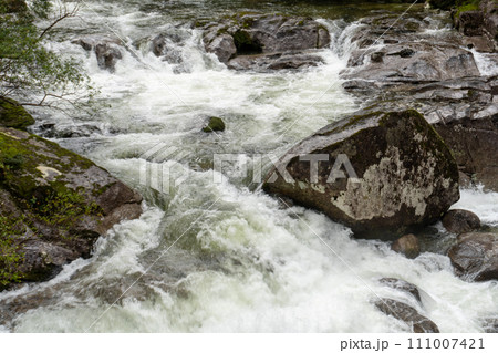 屋久島のヤクスギランドにある太忠岳 111007421