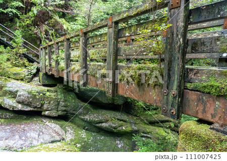 屋久島のヤクスギランドにある太忠岳 111007425