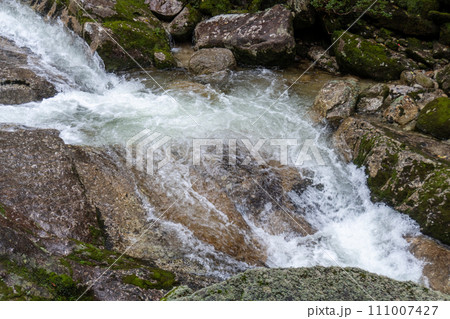 屋久島のヤクスギランドにある太忠岳 屋久島のヤクスギランドにある太忠岳 111007427