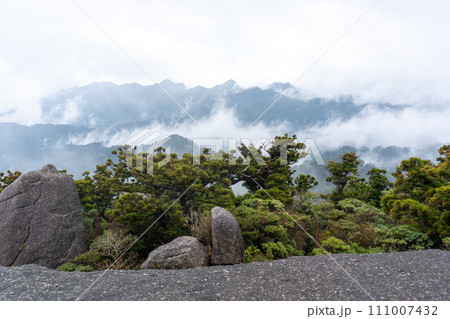 屋久島のヤクスギランドにある太忠岳 屋久島のヤクスギランドにある太忠岳 111007432