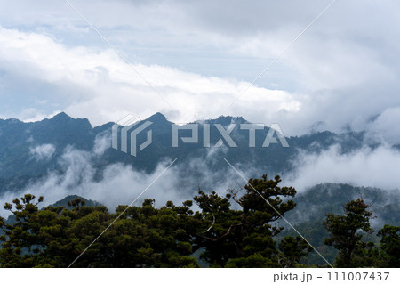 屋久島のヤクスギランドにある太忠岳 111007437