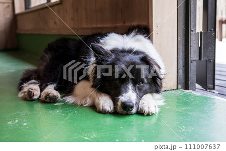 正面を向く眠そうな犬 111007637