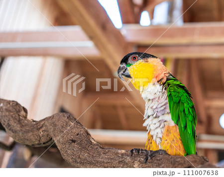 緑色の羽を持つ鮮やかなインコ 緑色の羽を持つ鮮やかなインコ 111007638