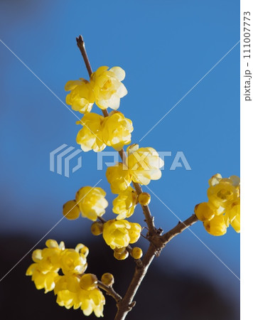 春の訪れを告げるロウバイの花 春の訪れを告げるロウバイの花 111007773