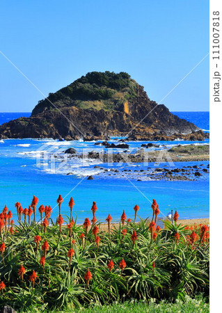 下田市爪木崎水仙まつり 下田市爪木崎水仙まつり 111007818