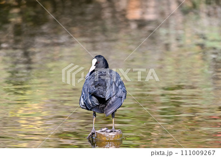 オオバン オオバン 111009267