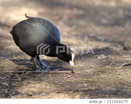 オオバン オオバン 111009270