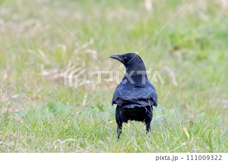 芝生を歩くハシボソカラス 111009322