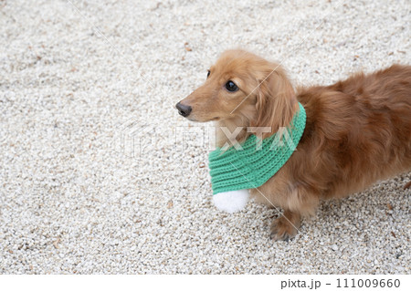 緑のマフラーをしたミニチュアダックスフント 111009660