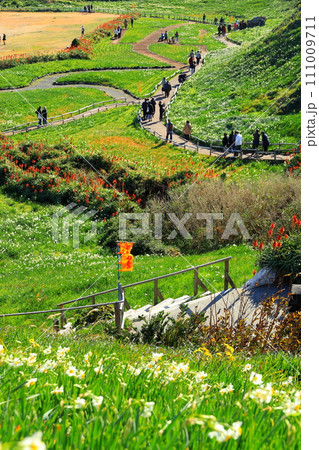 下田市爪木崎水仙まつり 下田市爪木崎水仙まつり 111009711
