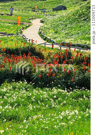 下田市爪木崎水仙まつり 下田市爪木崎水仙まつり 111009715