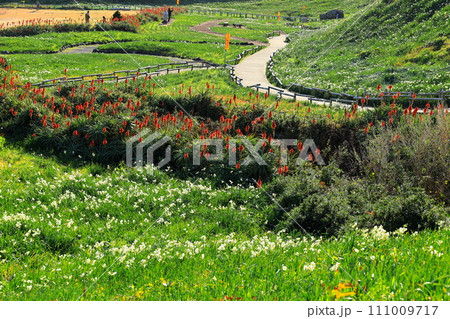下田市爪木崎水仙まつり 下田市爪木崎水仙まつり 111009717