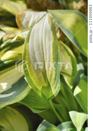 Plantain lily Orange Marmelade 111009863