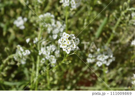 Sweet alyssum Sweet alyssum 111009869