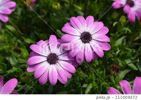 African daisy 111009872