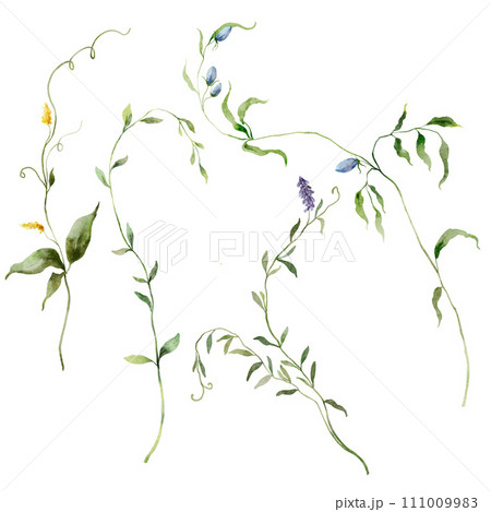 Watercolor floral set of wild meadow herbs and flower. Hand painted plants elements isolated on white background. Outdoor illustration for design, print, fabric or background. 111009983