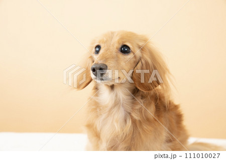 ベージュバックとミニチュアダックスのバストアップ 111010027