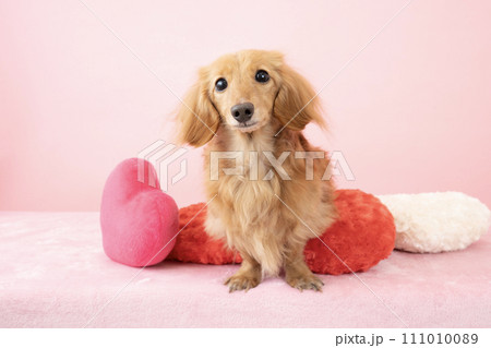 複数のハートとミニチュアダックス 111010089