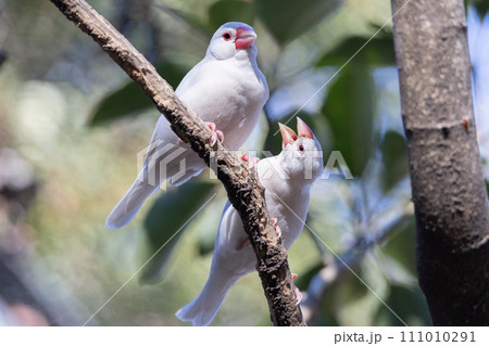 白文鳥の家族 文鳥劇場】白文鳥はるちゃんのお散歩〜淑女の自由時間〜 #文鳥