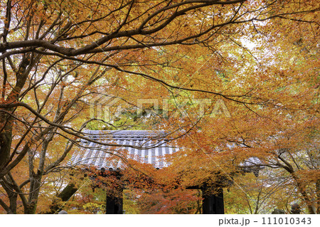 紅葉が美しい秋月城跡（福岡県朝倉市） 111010343