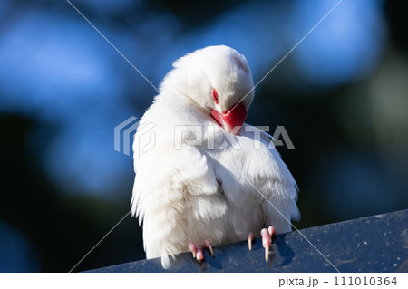 羽繕いをする白文鳥 111010364