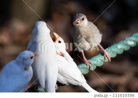 白文鳥の親子を見る並文鳥の幼鳥の写真素材 [111010386] - PIXTA