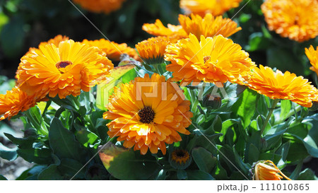 キンセンカ (カレンデュラ：Calendula officinalis) 111010865