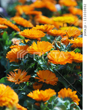 キンセンカ (カレンデュラ:Calendula officinalis) キンセンカ (カレンデュラ:Calendula officinalis) 111010892