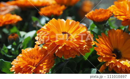 キンセンカ (カレンデュラ：Calendula officinalis) 111010897