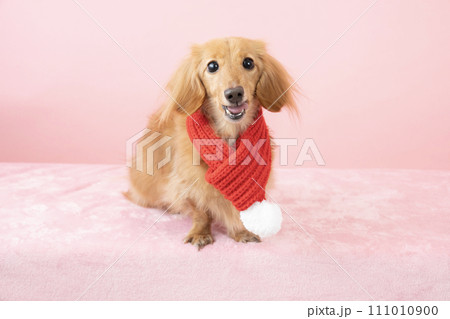 赤いマフラーをしたミニチュアダックスフント 111010900