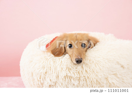 赤いマフラーをして白いフカフカのベッドに入ったミニチュアダックス 赤いマフラーをして白いフカフカのベッドに入ったミニチュアダックス 111011001