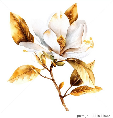 Watercolor flower white magnolia with gold leafs on white background Watercolor flower white magnolia with gold leafs on white background 111011082