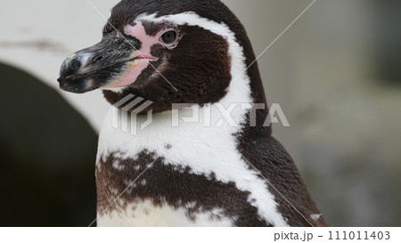 見つめるフンボルトペンギン 111011403