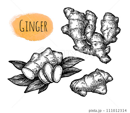 Fresh ginger root ink sketch. 111012314