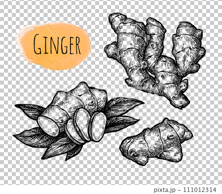 Fresh ginger root ink sketch. 111012314