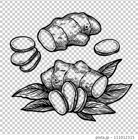 Fresh ginger root ink sketch. 111012315