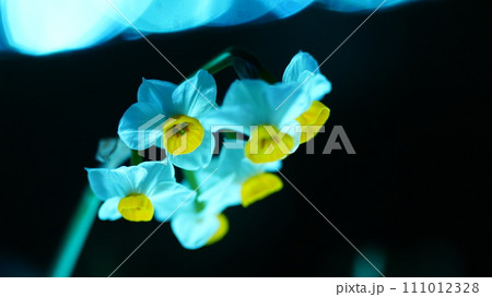 早春の満月の光を浴びて輝く満開の水仙 早春の満月の光を浴びて輝く満開の水仙 111012328