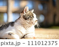 山梨県庁の地域猫 111012375