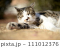 山梨県庁の地域猫 111012376