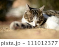 山梨県庁の地域猫 111012377