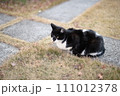 山梨県庁の地域猫 111012378