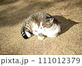 山梨県庁の地域猫 111012379
