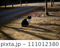 山梨県庁の地域猫 111012380