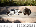山梨県庁の地域猫 111012381
