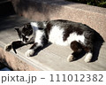 山梨県庁の地域猫 111012382