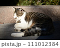 山梨県庁の地域猫 111012384